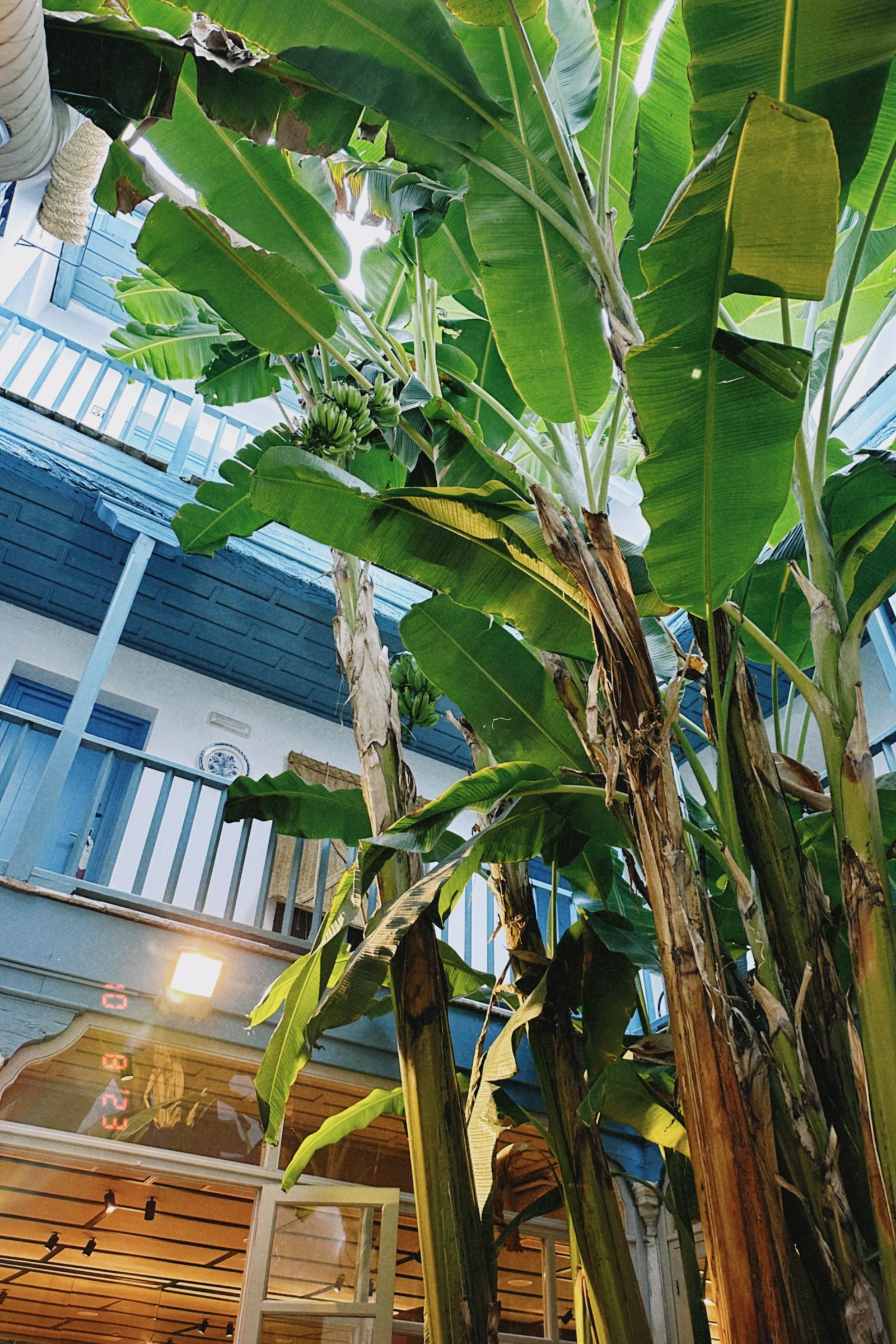 Banana plants growing up through a whitewashed courtyard with blue painted galleries